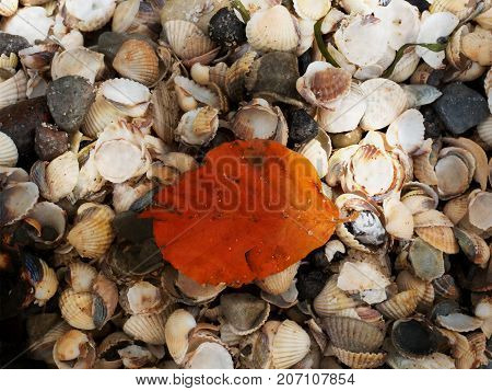 Fallen Orange Beech Leaf On Thousands Seashells, Empty Shell On Beach
