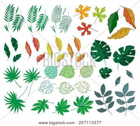 Tropical leaves summer green exotic jungle palm leaf nature plant botanical hawaii flora vector illustration. Tropic branch botany monsterafoliage.