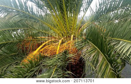 Date Palm / Phoenix Dactylifera with fruits / Lanzarote, Canary Islands, Spain