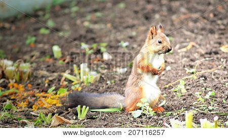 Photo of a Funny Dirty Squirrel on the Ground