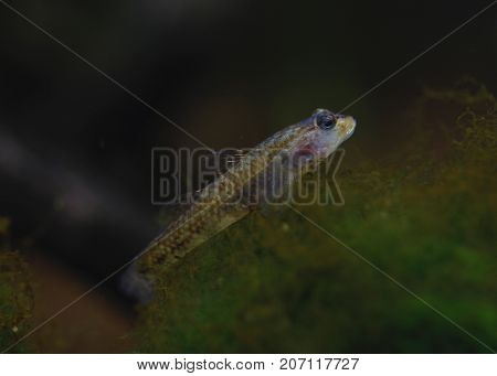 Image of a Rhinogobius Wui in a fish tank