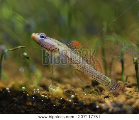 Image of a Rhinogobius Wui in a fish tank