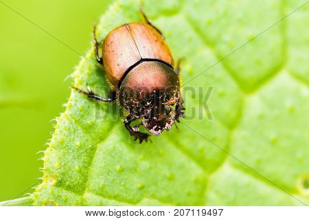Detailed Macrophotography Of Beetle Bug Creeping On The Green Leaf