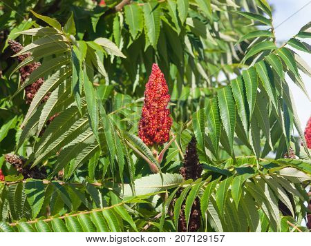 Red flower with green leaves on blooming Staghorn sumac Rhus typhina close-up selective focus shallow DOF.