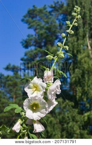 Blossom Common Hollyhock Alcea Rosea close-up with bokeh background selective focus shallow DOF.