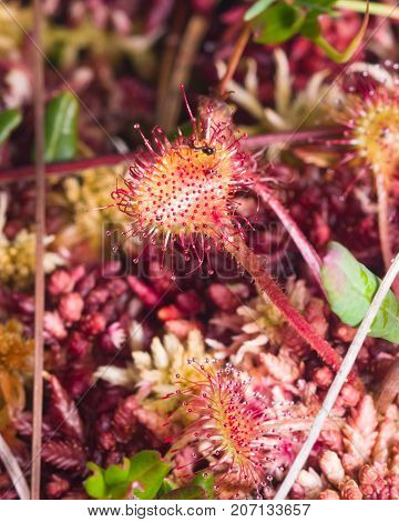Round-leaved sundew or Drosera rotundifolia macro selective focus shallow DOF.