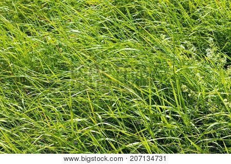 Green meadow grass green for use on the background.