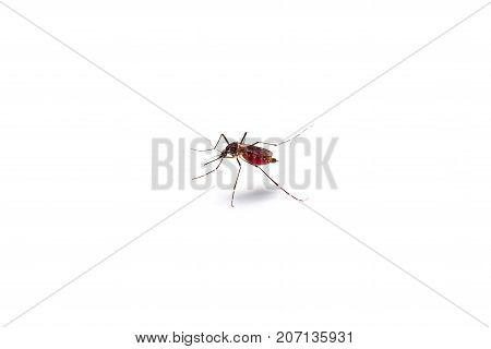 Macro of mosquito sucking blood isolated on white backgroundMosquito dangerous is carrier of malaria encephalitis dengue and zika virus