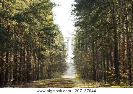 Spring road  in Kampinos National Park, Poland
