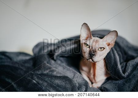Beautiful cat of the Sphinx under a warm gray blanket blanket.