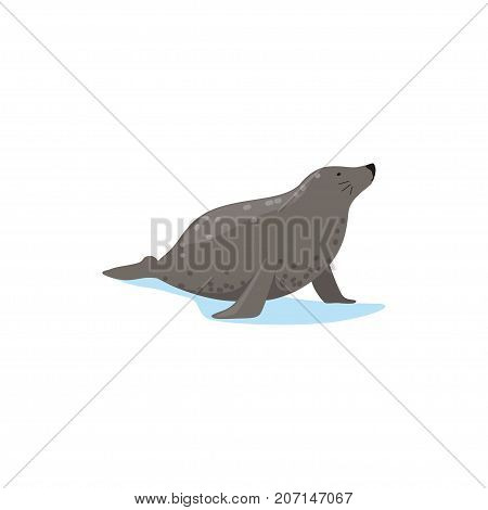 Harbor seal, Arctic fauna species vector Illustration on a white background