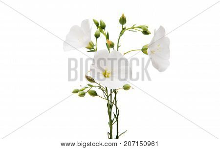 White flax flower on a white background