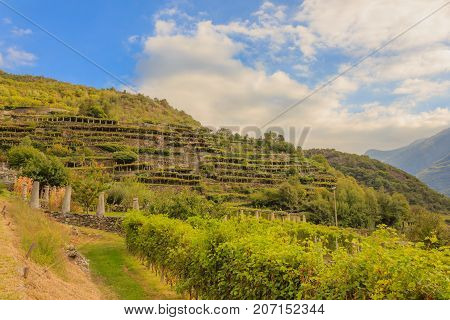 the characteristic viticultural landscape of Carema, Piedmont,Italy / the slopes hilly have been terraced with the construction of dry stone supporting walls on which the pylons rise with vineyards