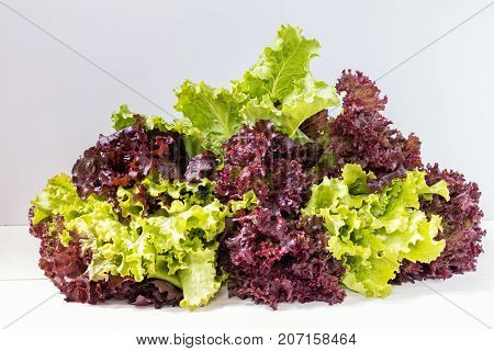 Fresh Leaves Of Lollo Rosso And Green Lettuce