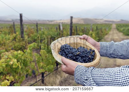 Horizontal Full Straw Hat Grapes Hand Hold