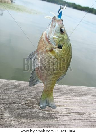 En lille Bluegill fisk Hooked på fiskeri