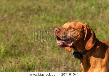 Electronic training collar for dog. Hungarian hound hunting. Close-up view of a dog's head