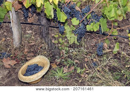 Vine Vineyard Straw Hat Full Grapes Syrah