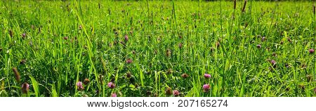Wild pink clover in green grass field. Clover flowers field in sunset.