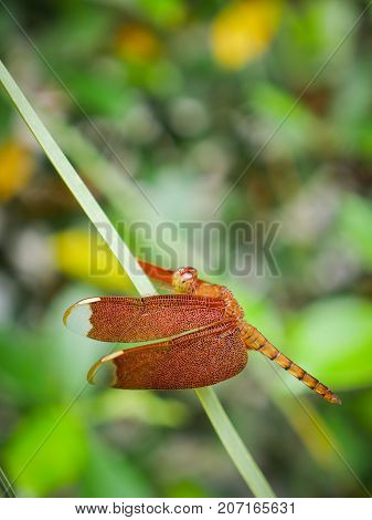Red Grasshawk dragonfly (Neurothemis fluctuans) also known as Common Parasol is a dragonfly in the family Libellulidae. It is widespread in many Asian countries.