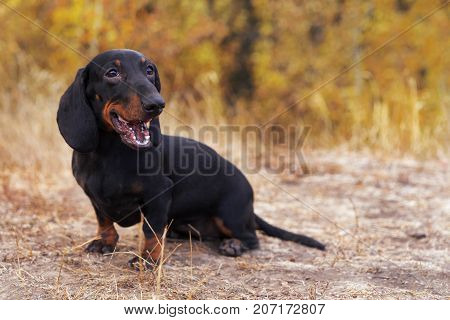 funny portrait of a dog (puppy) breed dachshund black tan in the green forest in the autumn park smiles