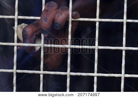 Close-up of a young Bornean orangutan's arm in cage. Prison.