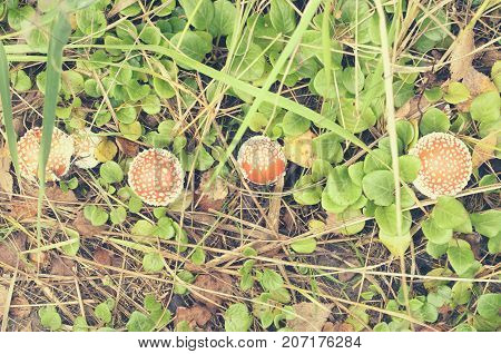 Red fly agarics with white spots in the forest