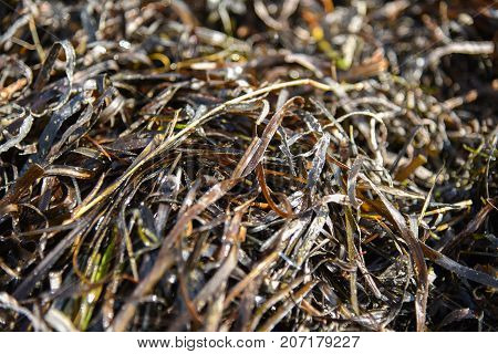Zostera marina is seaweed rich in iodine and other beneficial minerals therapeutic effect. Other names are common eelgrass seawrack