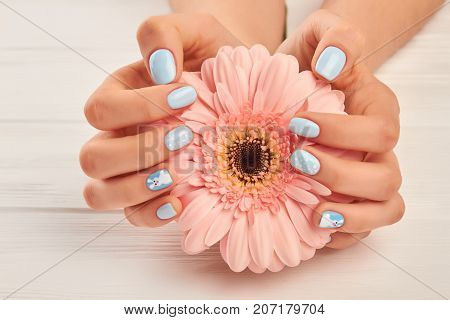 Gentle gerbera in female manicured hands. Beautiful female hands with fashion manicure holding peach color gerbera on white wooden background. Modern winter nail design.