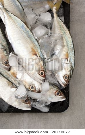 Indisk makrill på is