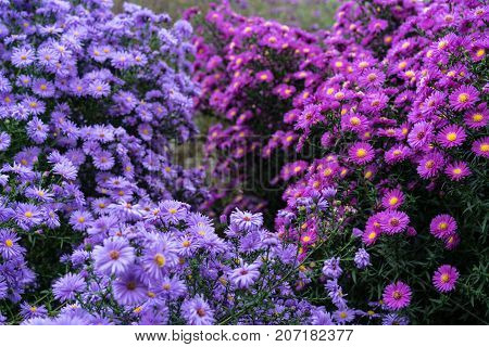 asteraceae heliantheae pink and violet in autumn end of summer close up