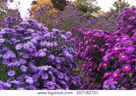 asteraceae heliantheae pink and violet in autumn end of summer close up