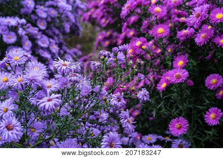 asteraceae heliantheae pink and violet in autumn end of summer close up