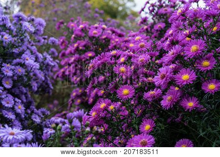 asteraceae heliantheae pink and violet in autumn end of summer close up