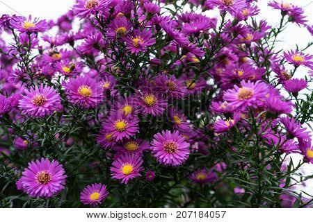 asteraceae heliantheae pink and violet in autumn end of summer close up