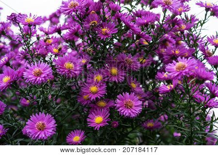 asteraceae heliantheae pink and violet in autumn end of summer close up