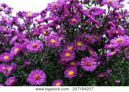 asteraceae heliantheae pink and violet in autumn end of summer close up