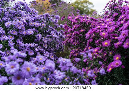 asteraceae heliantheae pink and violet in autumn end of summer close up