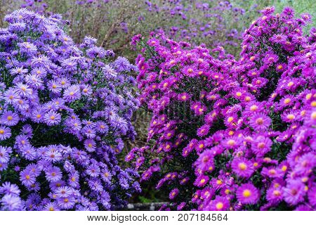 asteraceae heliantheae pink and violet in autumn end of summer close up
