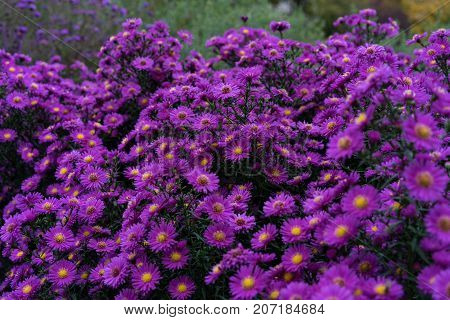 asteraceae heliantheae pink and violet in autumn end of summer close up