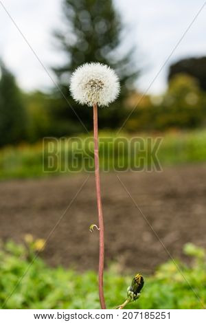 dandelion Taraxacum sect. Ruderalia Cichorieae flower close up abstract view in autumn end of summer