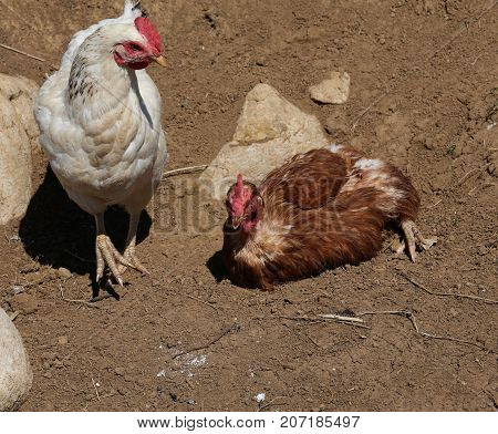 Free-range Chickens In The Henhouse