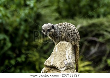 Timon - wild meerkat / suricate on watch