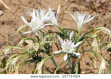 Pancratius, or Lily-star refers to evergreen plants whose native land is the Mediterranean