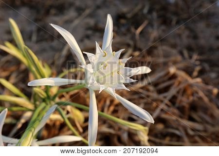 Pancratius, or Lily-star refers to evergreen plants whose native land is the Mediterranean
