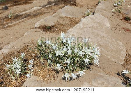 Pancratius, or Lily-star refers to evergreen plants whose native land is the Mediterranean