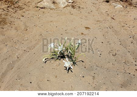Pancratius, or Lily-star refers to evergreen plants whose native land is the Mediterranean