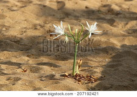 Pancratius, or Lily-star refers to evergreen plants whose native land is the Mediterranean