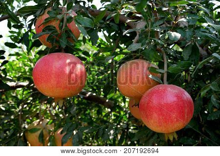 Rich harvest of pomegranates on the tree in the orchard Israel