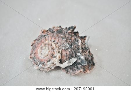 one interesting shell on the white sand